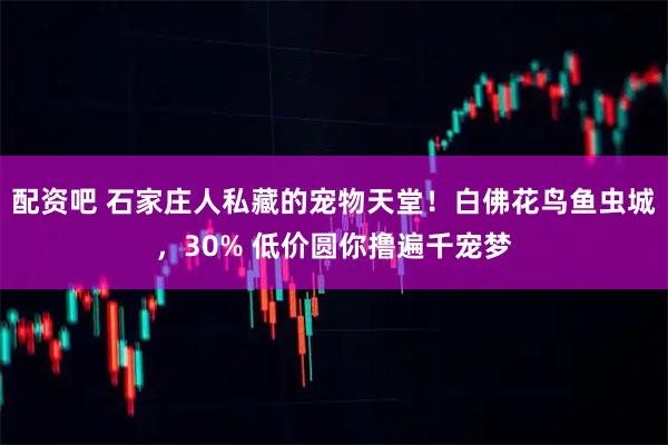 配资吧 石家庄人私藏的宠物天堂！白佛花鸟鱼虫城，30% 低价圆你撸遍千宠梦